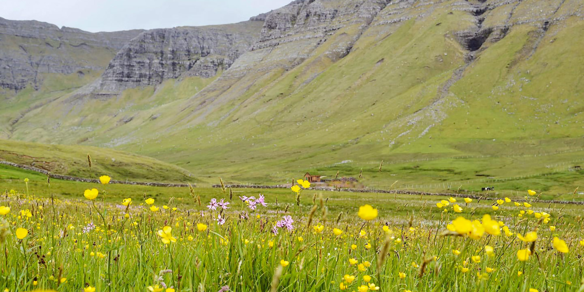 Discove the Faroe Islands: green fields