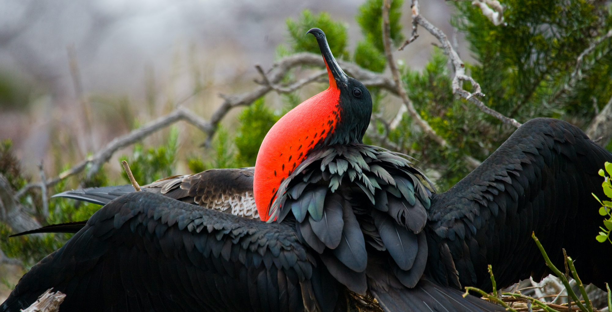 Best places to visit in Ecuador: Galapagos frigate bird