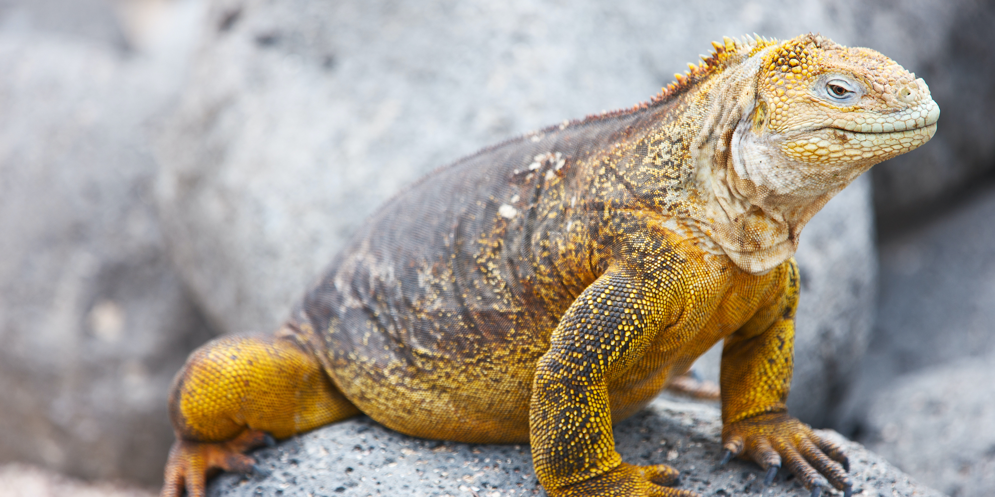 Best places to visit in Ecuador: Galapagos land iguana