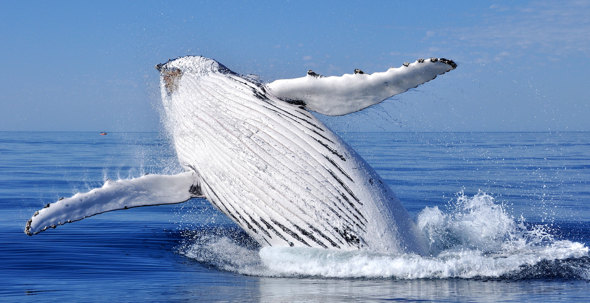 Best places to visit in Ecuador: Whale Breaching