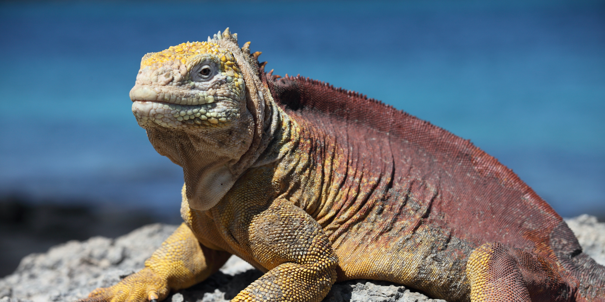 Ecuador tours: Galapagos marine iguanas