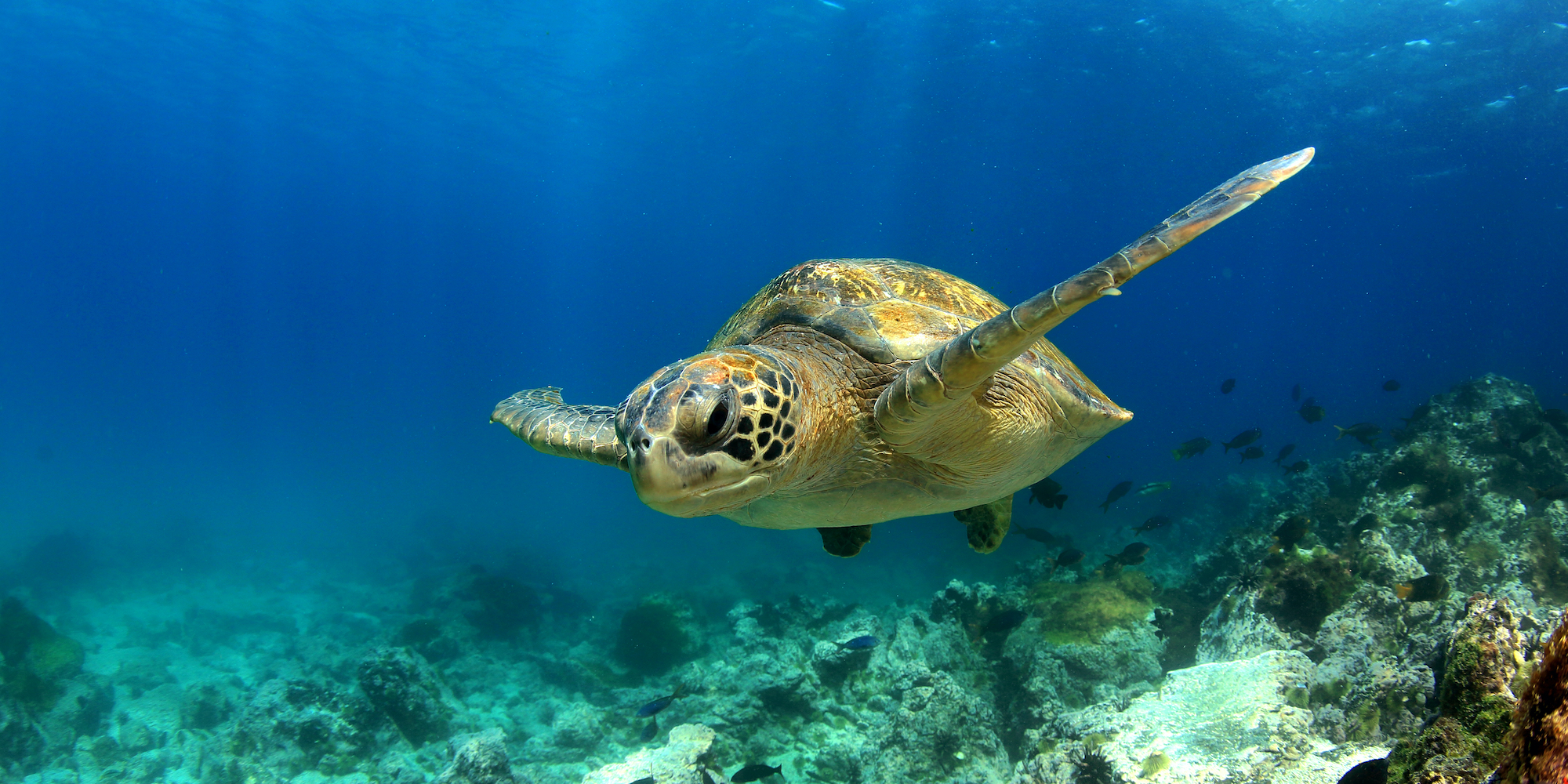 Best places to visit in Ecuador: sea turtle