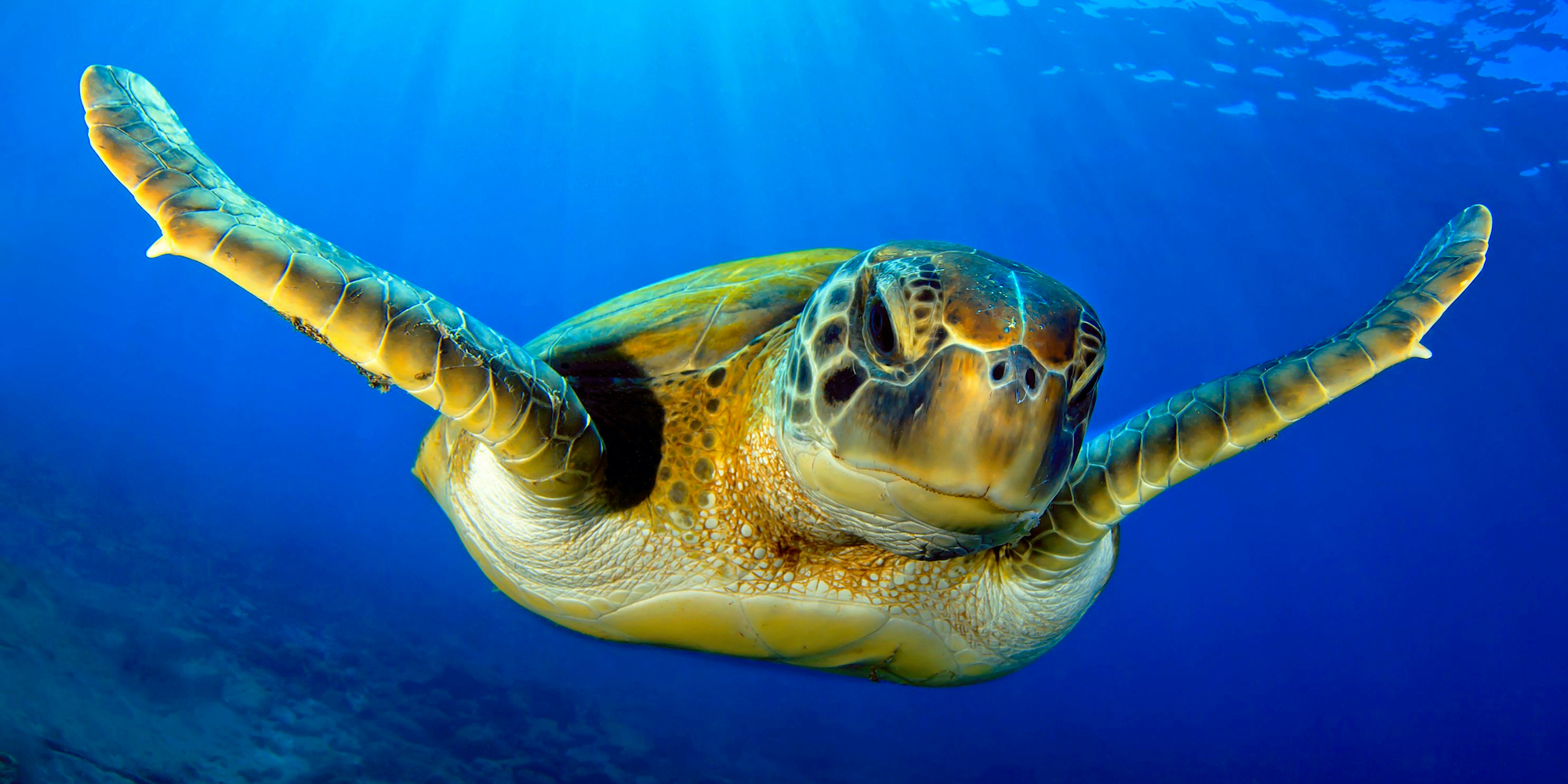 Visit Peru: Galapagos tortoise