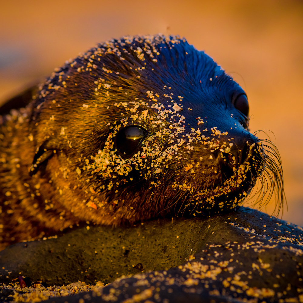 Ecuador tours: Galapagos Sea lions