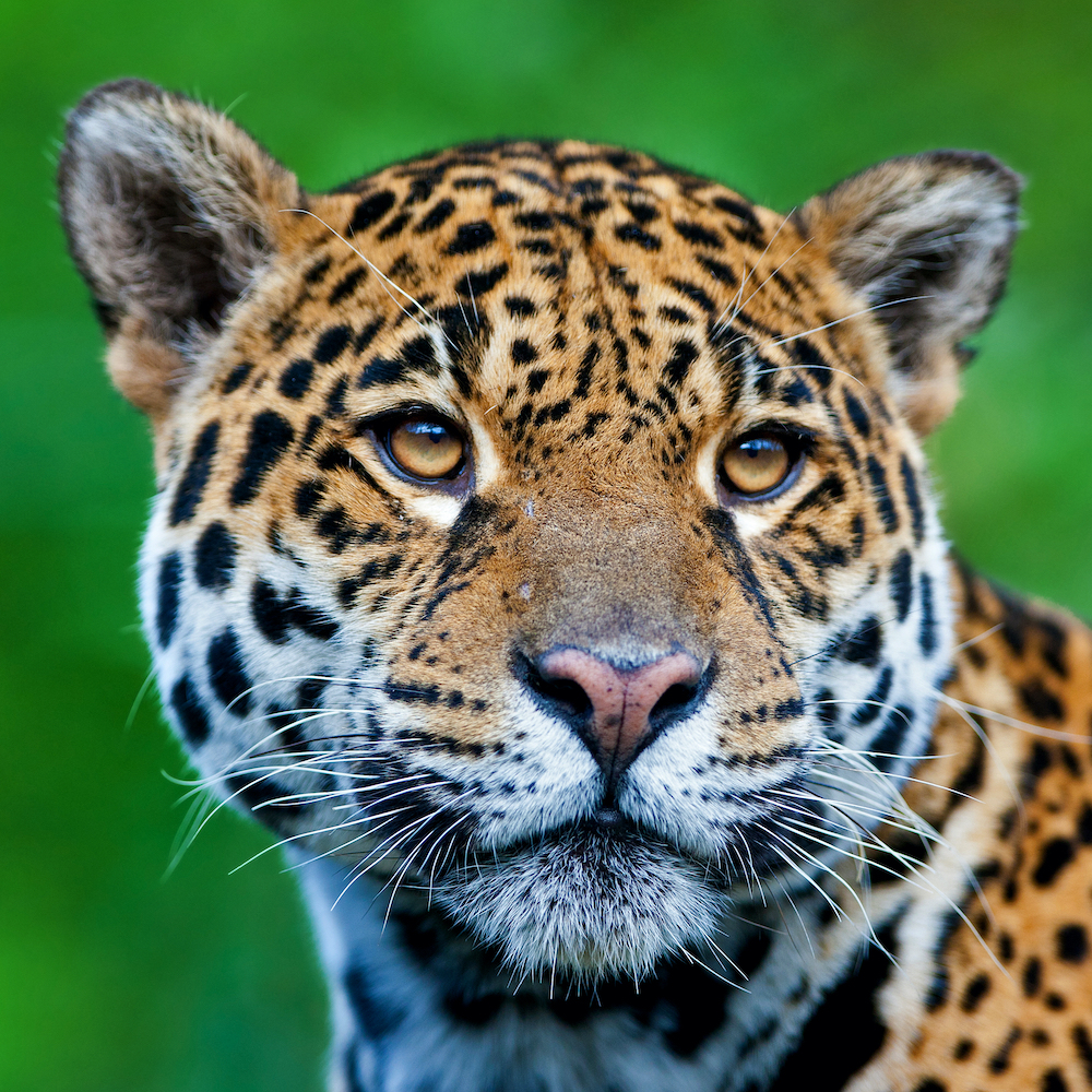 Amazon Jungle Peru: wildlife