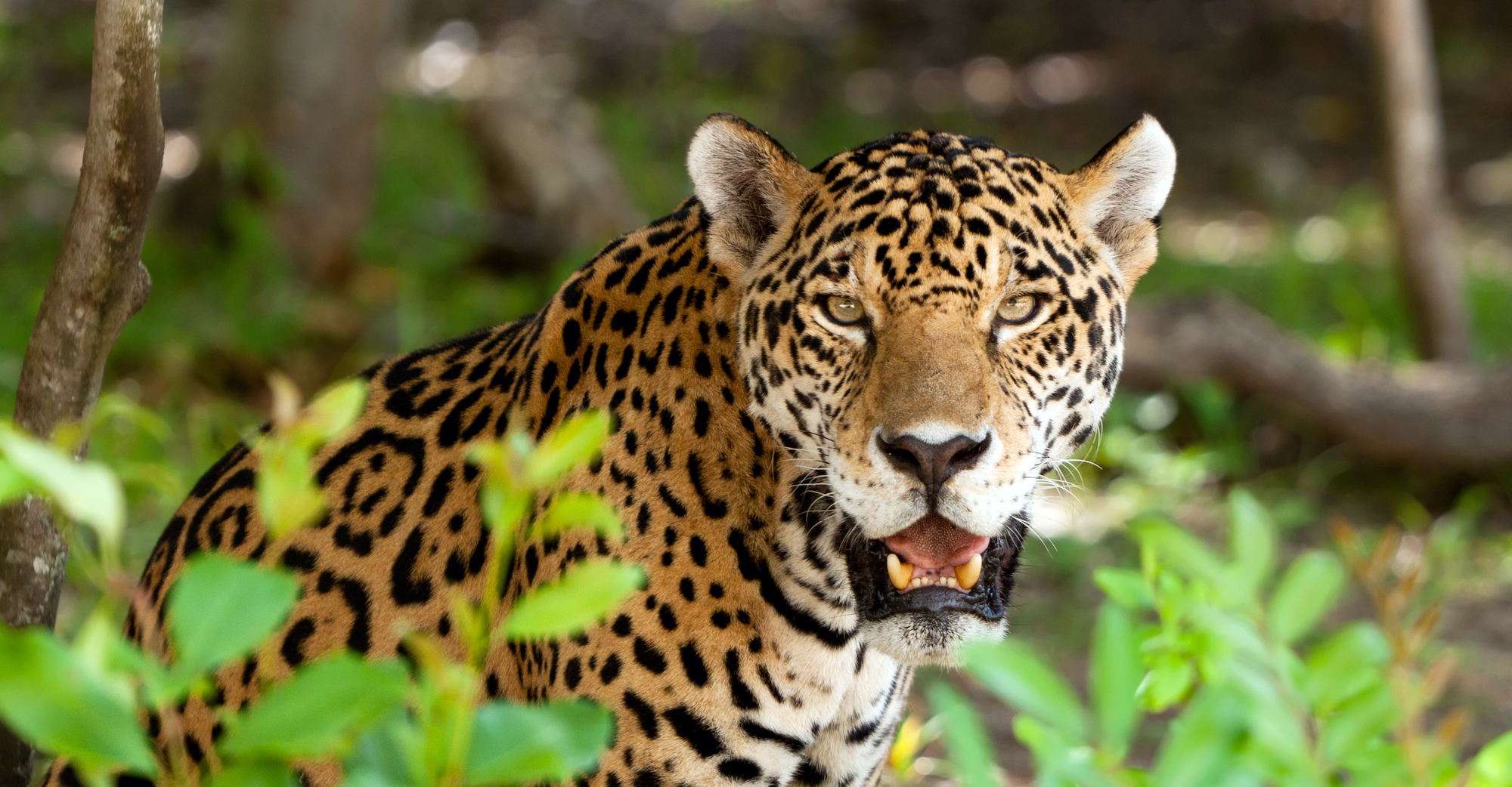 Peru travel guide: Amazon Jungle wildlife