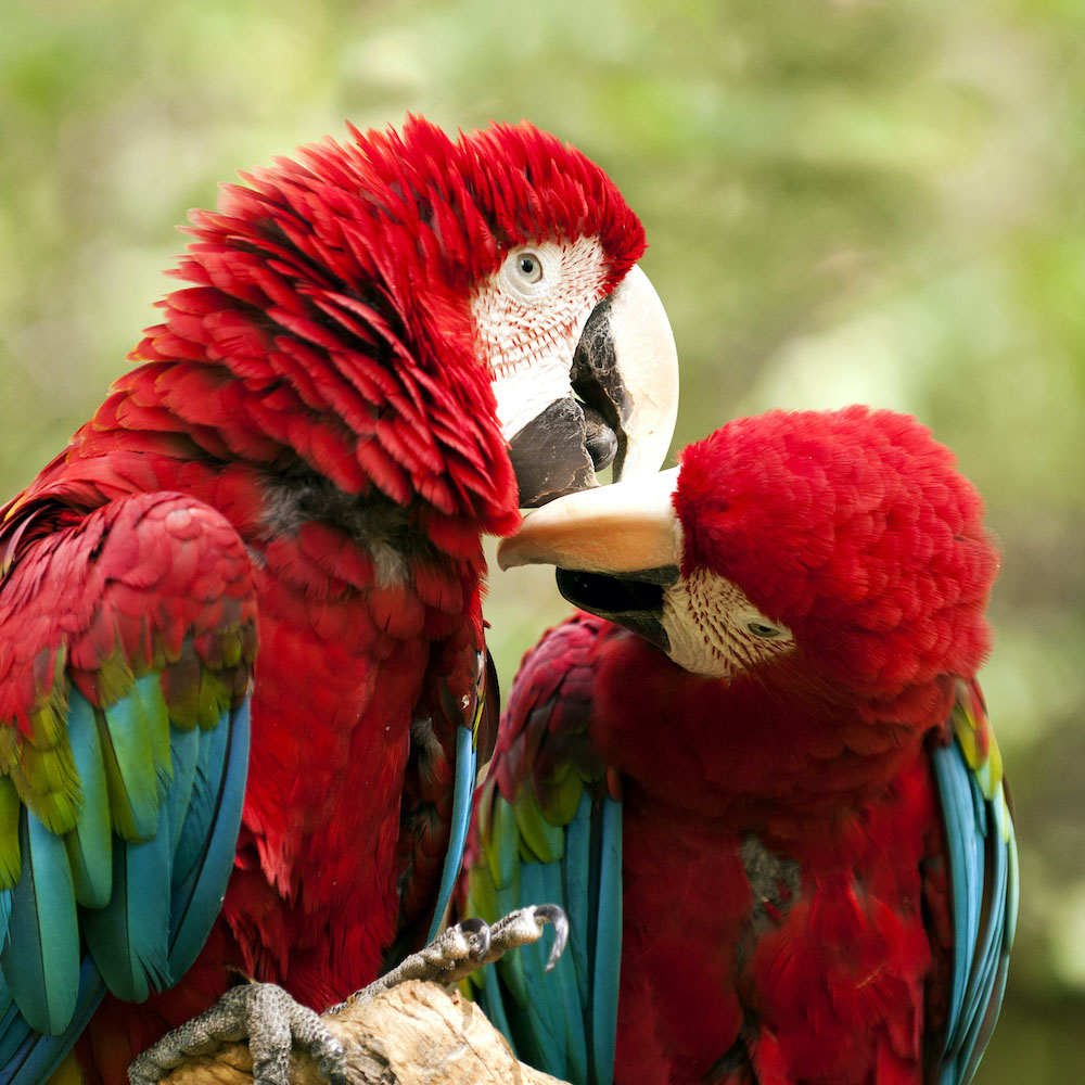 Peru tours: Amazon Parrot