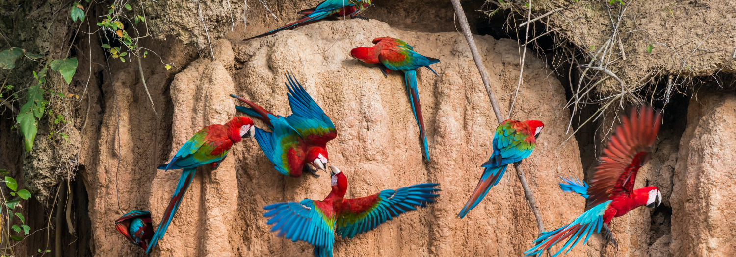 Peru birds